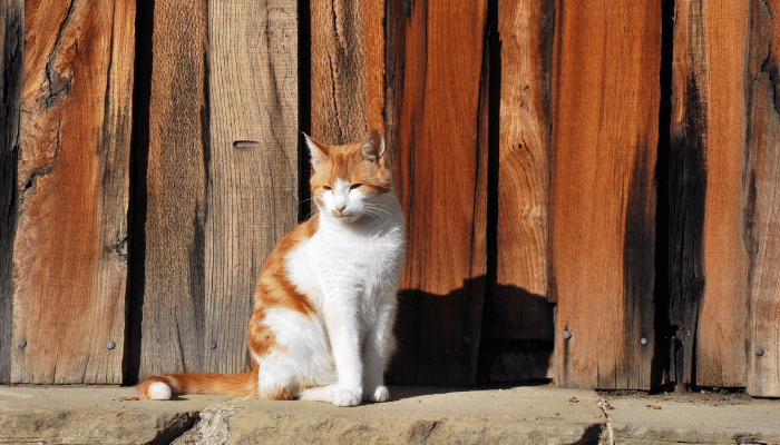 Gato precisa tomar sol? Saiba mais sobre esta prática e seus benefícios!