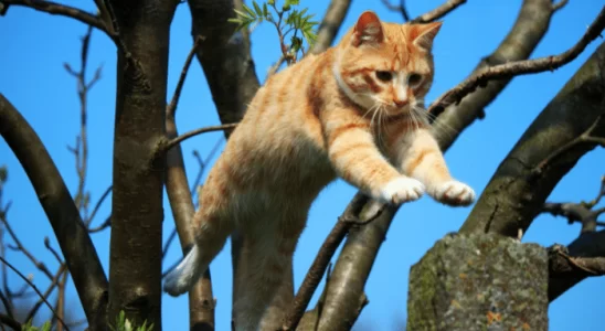 Gato tem 7 vidas? Saiba mais sobre essa superstição!