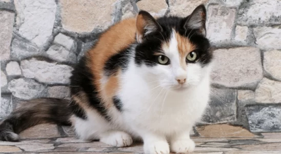 Gato tricolor é sempre fêmea ou existe tricolor macho? Descubra agora!