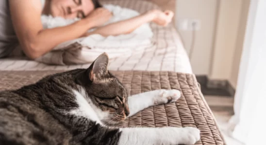 Gatos gostam de dormir com seus donos - Você não imagina o motivo