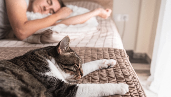 Gatos gostam de dormir com seus donos - Você não imagina o motivo