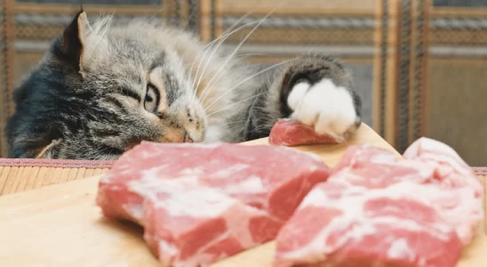 Gatos podem comer carne crua? Descubra agora!