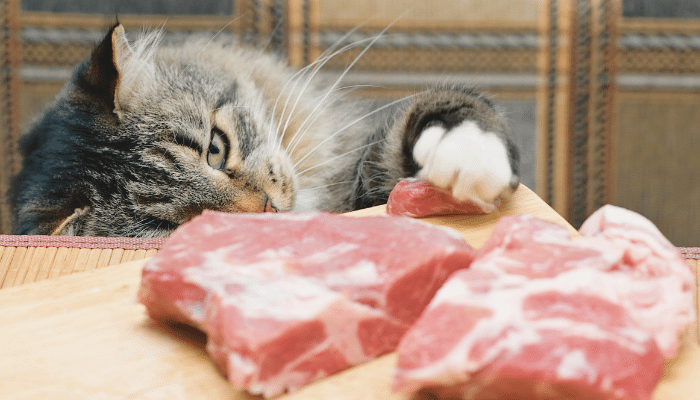 Gatos podem comer carne crua? Descubra agora!