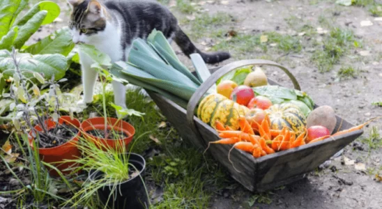 Gatos podem comer legumes? Confira agora quais são eles