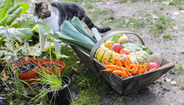 Gatos podem comer legumes? Confira agora quais são eles