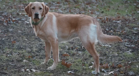 Goldador - Cão muito usado em terapias. Saiba mais sobre essa raça!