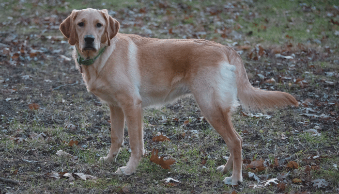 Goldador - Cão muito usado em terapias. Saiba mais sobre essa raça!