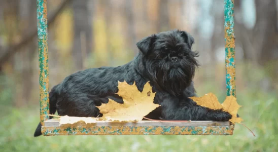 Griffon Belga - Saiba mais sobre esse cãozinho curioso e divertido!