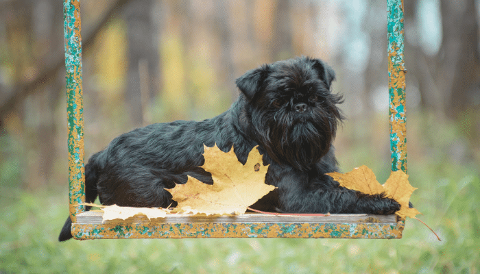 Griffon Belga - Saiba mais sobre esse cãozinho curioso e divertido!