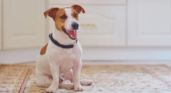 Jack Russel - Saiba mais sobre este cachorro cheio de energia!