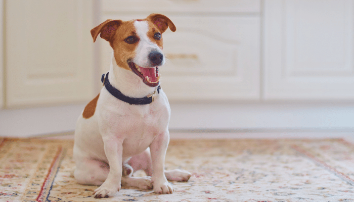 Jack Russel - Saiba mais sobre este cachorro cheio de energia!