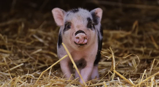 Mini porco - Será que esse pet é para você? Descubra agora!