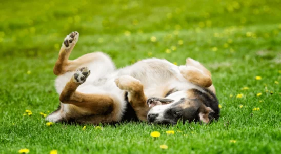 Por que cachorros gostam de rolar na grama? Descubra agora o motivo!