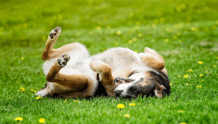 Por que cachorros gostam de rolar na grama? Descubra agora o motivo!