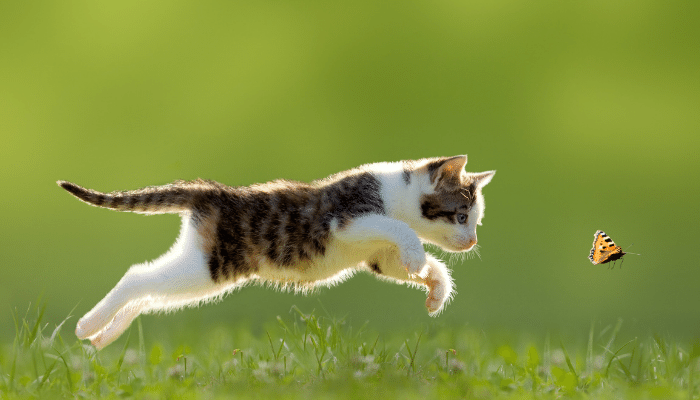 Por que gato leva animal morto para casa? Saiba mais sobre este hábito!