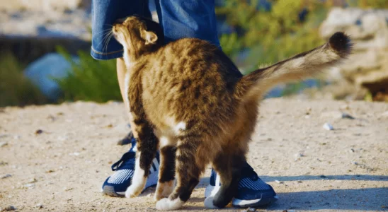 Por que gatos se esfregam nas coisas? Descubra agora!