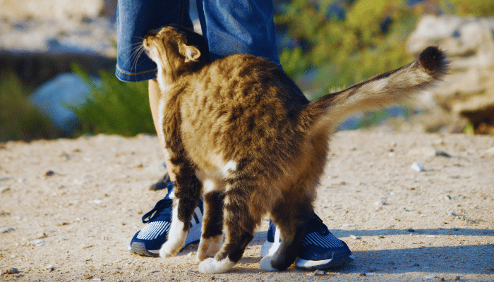 Por que gatos se esfregam nas coisas? Descubra agora!