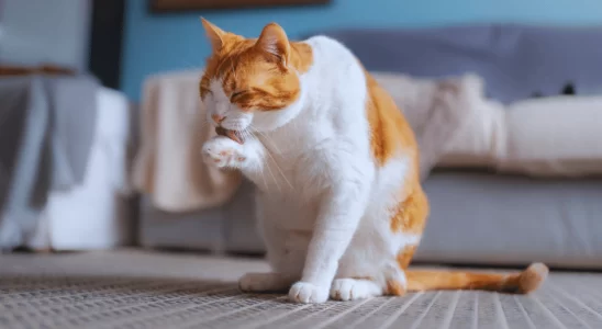 Por que os gatos cospem bolas de pelo? Saiba agora o motivo e como evitar!