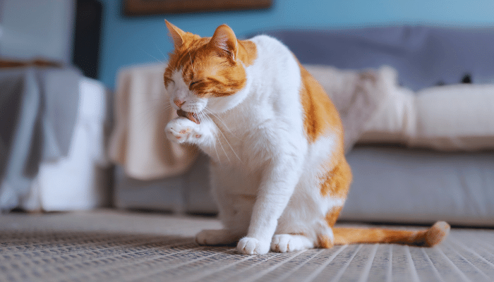 Por que os gatos cospem bolas de pelo? Saiba agora o motivo e como evitar!