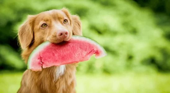 Quais frutas que os cachorros não podem comer? Descubra agora!