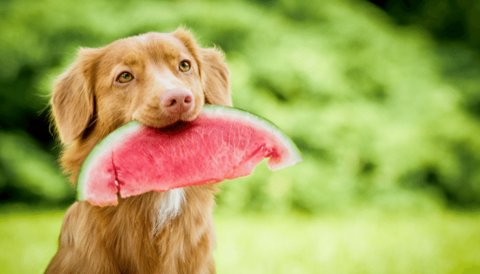 Quais frutas que os cachorros não podem comer? Descubra agora!