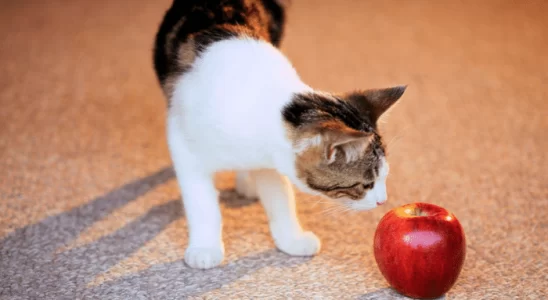 Quais frutas um gato pode comer? Descubra agora!