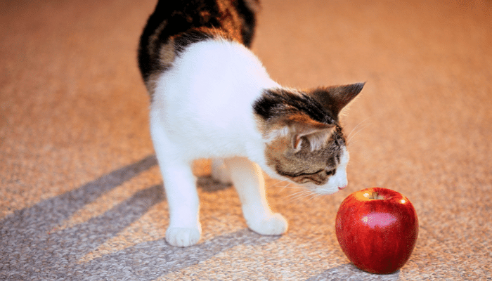 Quais frutas um gato pode comer? Descubra agora!