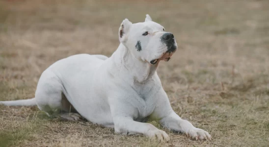 Raça Dogo Argentino - Saiba mais sobre estes cães grandes e fortes!