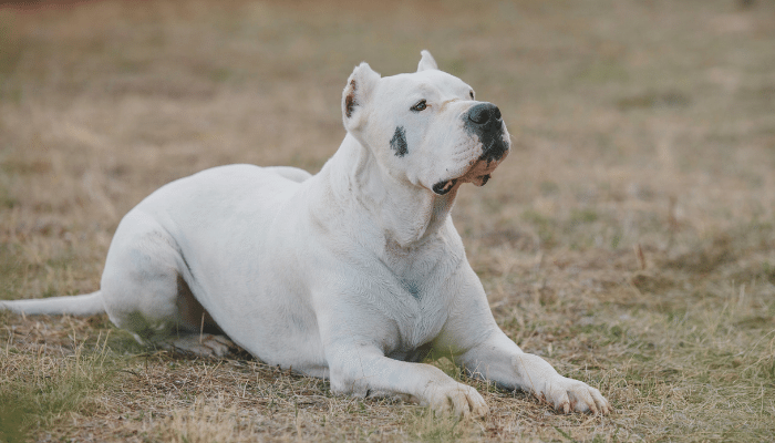 Raça Dogo Argentino - Saiba mais sobre estes cães grandes e fortes!