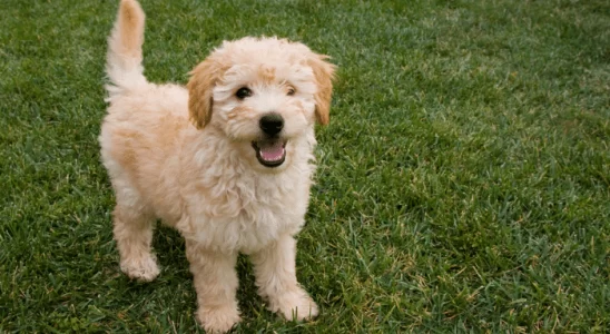 Raça Goldendoodle - Cão inteligente e obediente. Saiba mais!