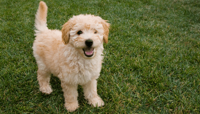 Raça Goldendoodle - Cão inteligente e obediente. Saiba mais!