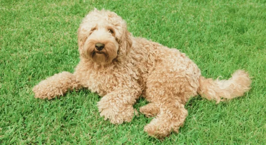 Raça Labradoodle - Cão-guia perfeito existe? Descubra agora!