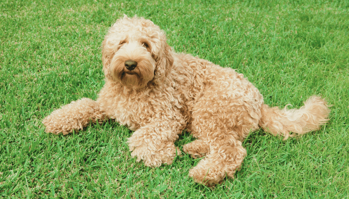 Raça Labradoodle - Existe cão-guia perfeito? Descubra agora!