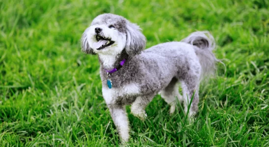 Raça Schnoodle - Cães inteligentes e carinhosos. Saiba mais!