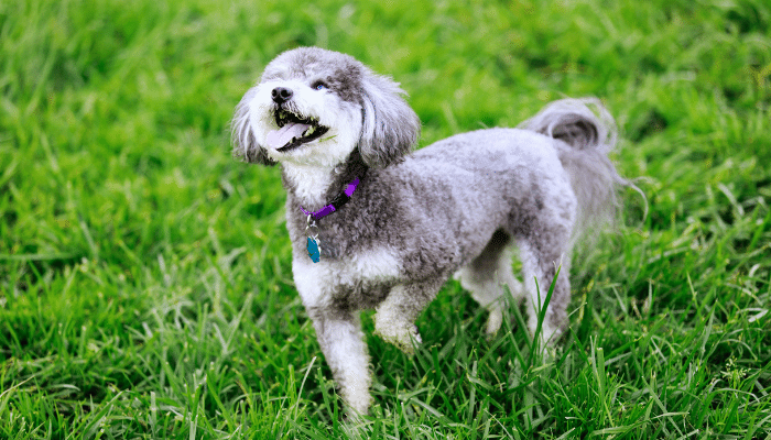 Raça Schnoodle - Cães inteligentes e carinhosos. Saiba mais!