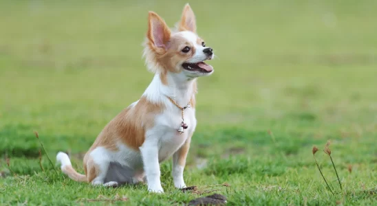 Raças de cães que vivem mais – Confira agora as 3 principais!