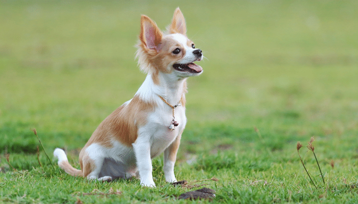 Raças de cães que vivem mais – Confira agora as 3 principais!