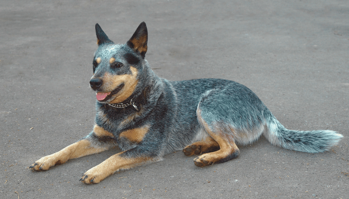 Raças mais fáceis de treinar – Descubra quais os 4 principais cachorros!