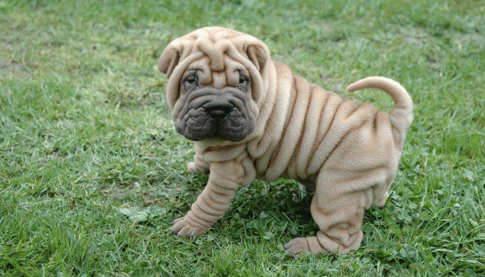 Shar-Pei – Saiba mais sobre estes cachorros sossegados e espertos!