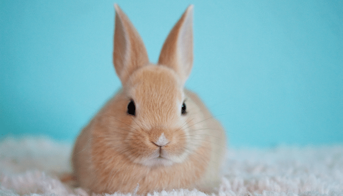 Ter um coelho - Confira três motivos para você escolher esse pet