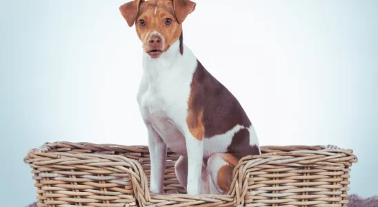 Terrier Brasileiro - Cão inteligente e ativo. Saiba mais sobre a raça!