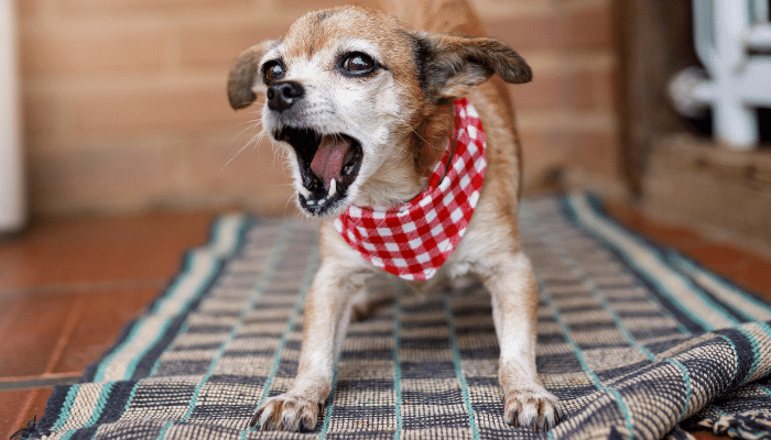 Tipos de latidos dos cães – Saiba como identificar!