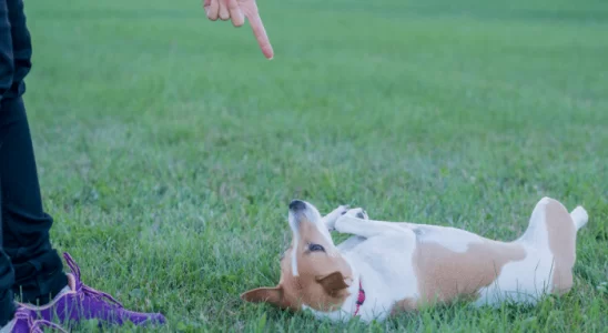 Truque para cachorro - Saiba como ensinar seu cachorro a rolar!