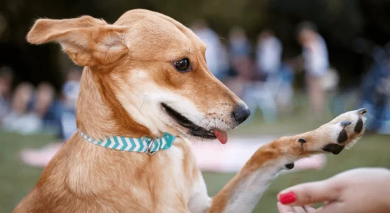 Truques para cachorro - Saiba como ensinar seu cachorro a dar a pata?