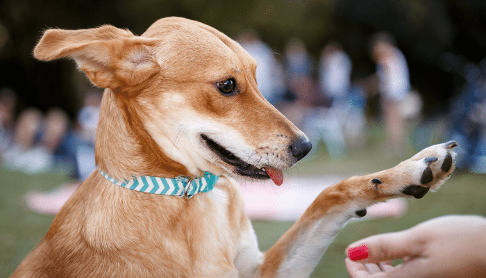 Truques para cachorro - Saiba como ensinar seu cachorro a dar a pata?