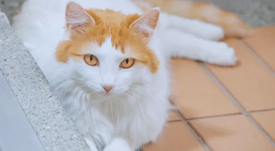 Turkish Van - Saiba mais sobre este gato que adora brincar na água!