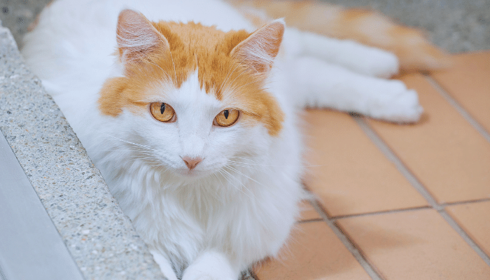 Turkish Van - Saiba mais sobre este gato que adora brincar na água!