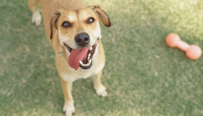 Vira-Lata – Saiba mais sobre este pet sem raça definida!