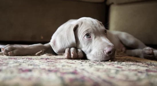 Weimaraner - Será o cachorro ideal para você? Descubra agora!