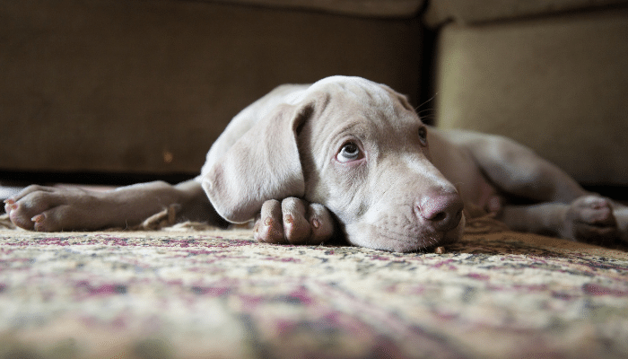 Weimaraner - Será o cachorro ideal para você? Descubra agora!